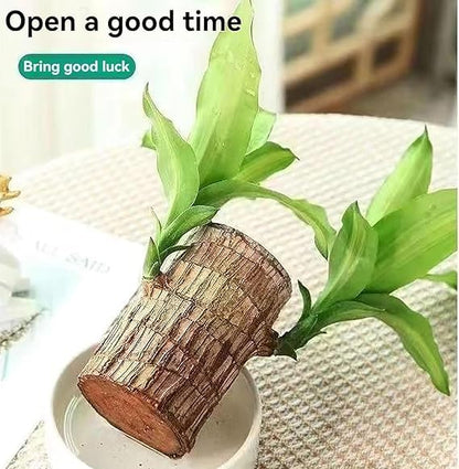 Brazilian Lucky Wood, Mini Home Plant Decorations